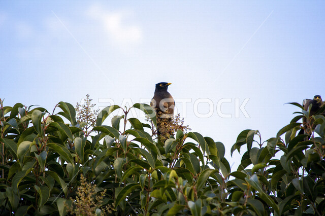 صورة لطائر المينا يقف على اغصان الاشجار في محمية طبيعية بالمملكة العربية السعودية، آكل الرحيق الصاخب، طيور برية مغردة، الحياة البرية، تربية الطيور في السعودية
