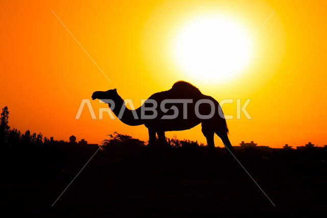 صورة ظلية لحيوان الجمل في المناطق الصحراوية بالمملكة العربية السعودية اثناء غروب الشمس، تربية الجمال والإبل، غروب الشمس، إبل تتغذى على الأعشاب في الصحراء، الطبيعة الصحراوية في السعودية
