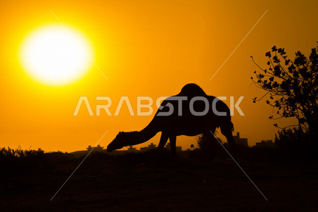 صورة ظلية لحيوان الجمل في المناطق الصحراوية بالمملكة العربية السعودية اثناء غروب الشمس، تربية الجمال والإبل، غروب الشمس، إبل تتغذى على الأعشاب في الصحراء، الطبيعة الصحراوية في السعودية