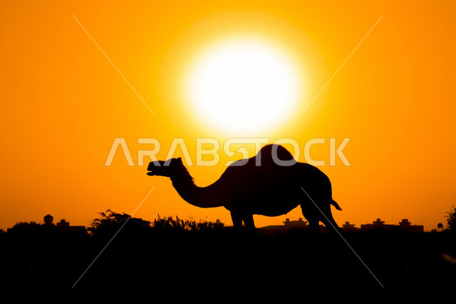 صورة ظلية لحيوان الجمل في المناطق الصحراوية بالمملكة العربية السعودية اثناء غروب الشمس، تربية الجمال والإبل، غروب الشمس، إبل تتغذى على الأعشاب في الصحراء، الطبيعة الصحراوية في السعودية