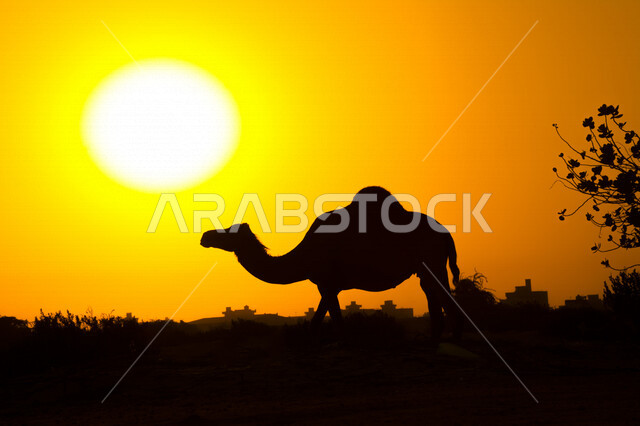 صورة ظلية لحيوان الجمل في المناطق الصحراوية بالمملكة العربية السعودية اثناء غروب الشمس، تربية الجمال والإبل، غروب الشمس، إبل تتغذى على الأعشاب في الصحراء، الطبيعة الصحراوية في السعودية