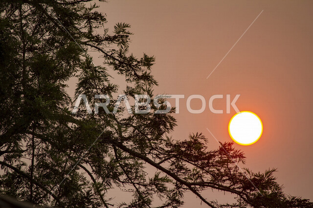 صورة ابداعية للشمس من خلف الاشجار وقت الغروب، الطبيعية الخلابة للسماء والاشجار، مناظر طبيعية خلابة في المملكة العربية السعودية