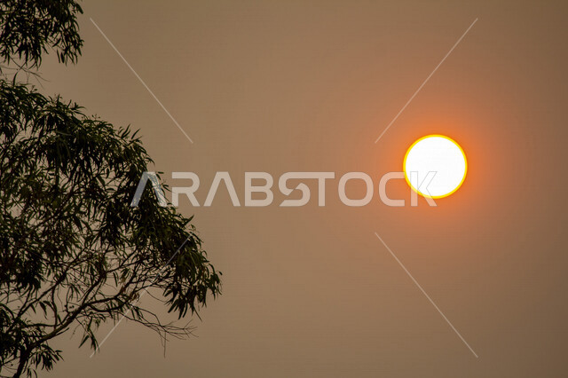 صورة ابداعية للشمس من خلف الاشجار وقت الغروب، الطبيعية الخلابة للسماء والاشجار، مناظر طبيعية خلابة في المملكة العربية السعودية