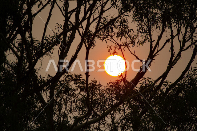 صورة ابداعية للشمس من خلف الاشجار وقت الغروب، الطبيعية الخلابة للسماء والاشجار، مناظر طبيعية خلابة في المملكة العربية السعودية