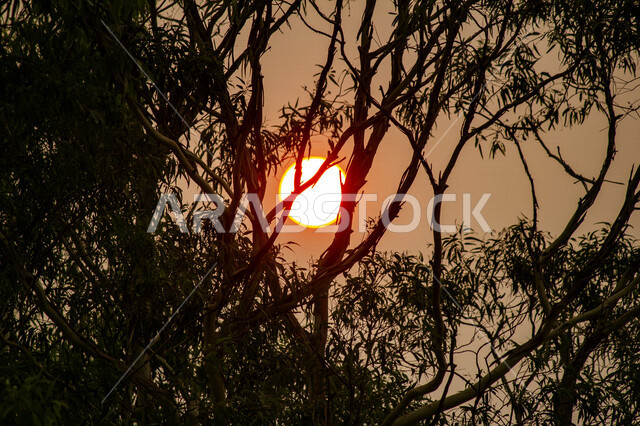 صورة ابداعية للشمس من خلف الاشجار وقت الغروب، الطبيعية الخلابة للسماء والاشجار، مناظر طبيعية خلابة في المملكة العربية السعودية