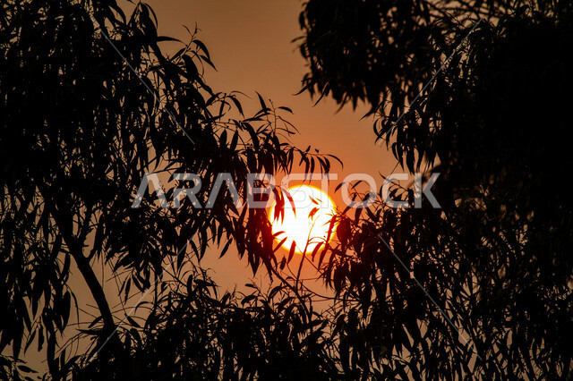 صورة ابداعية للشمس من خلف الاشجار وقت الغروب، الطبيعية الخلابة للسماء والاشجار، مناظر طبيعية خلابة في المملكة العربية السعودية