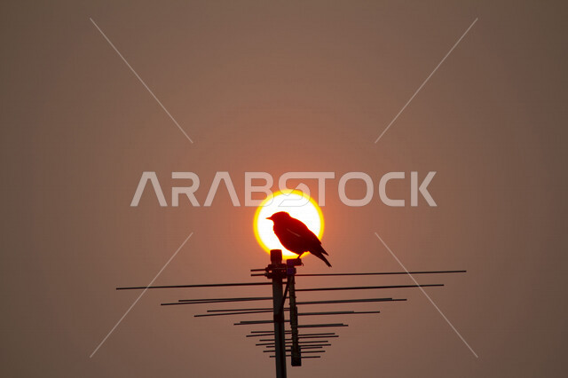 Silhouette of a bird in Saudi Arabia at sunset, beautiful sunset landscape, the beauty of nature in Saudi Arabia