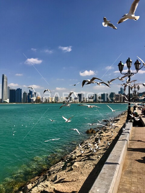 Creative image of seagulls in a corniche on the sea in the city of Abu Dhabi in the United Arab Emirates, Abu Dhabi landmarks, towers and skyscrapers, tourism in the Emirates
