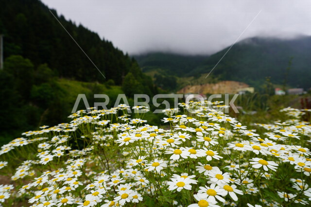 Creative image of a rose in a garden in Saudi Arabia, beautiful blooming roses, planting flowers and roses, nature in Saudi gardens, green plants, tourism in Saudi Arabia, background of nature