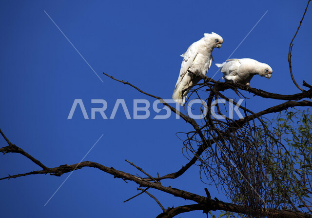 ببغاء الكوريلا يقف على غصن الشجرة، طائر الكوريلا في محمية طبيعية في المملكة العربية السعودية، طيور برية، ببغاء الكوريلا، الحياة البرية، تربية الطيور، محمية طبيعية