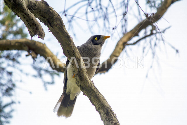 صورة طائر أكل الرحيق الصاخب يقف على اغصان الاشجار، أكل الرحيق الصاخب في محمية طبيعية في المملكة العربية السعودية، طيور برية، أكل الرحيق الصاخب، اغصان الأشجار، الحياة البرية، تربية الطيور، محمية طبيعية