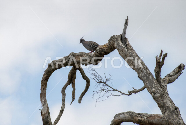 صورة لطائر الحمام المتوج يقف على اغصان الاشجار في محمية طبيعية بالمملكة العربية السعودية، الحمام المتوج، محمية طبيعية، تربية الطيور في السعودية