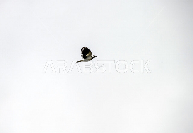 A picture of a magpie standing on tree branches in a nature reserve in Saudi Arabia, magpies, wild birds singing, wildlife, bird breeding in Saudi Arabia