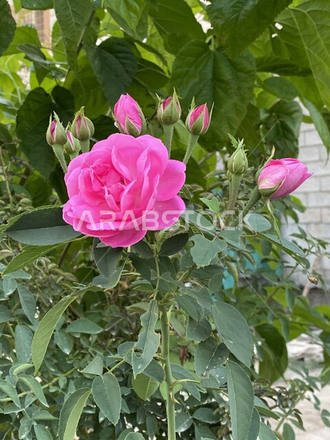 صورة مقربة لورود عطرية جميلة متفتحة، زراعة الأزهار والورود، ورود زهرية اللون، نباتات الزينة، ورود عطرية متفتحة، ورد جوري