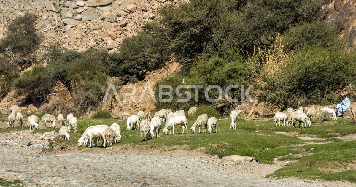 A picture of goats and sheep in the desert and mountainous areas, sheep ...