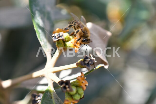 صورة مقربة لنحلة تتغذى على رحيق الأزهار و حبوب اللقاح ، تلقيح الزهور ، أزهار و ورد طبيعية  