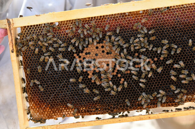 صورة لخلية نحل ( قفير النحل ) ، مجموعة من النحل تقوم ببناء الخلية ، عيون العسل السداسية ، أقراص العسل ، شمع العسل ، تخزين العسل و حبوب اللقاح