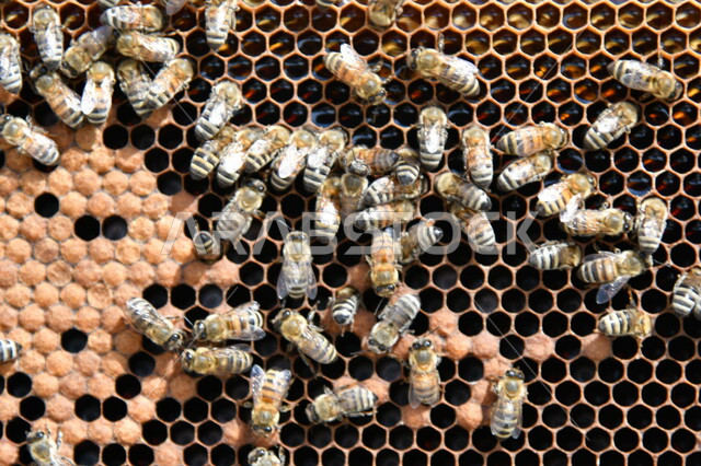 صورة لخلية نحل ( قفير النحل ) ، مجموعة من النحل تقوم ببناء الخلية ، عيون العسل السداسية ، أقراص العسل ، شمع العسل ، تخزين العسل و حبوب اللقاح
