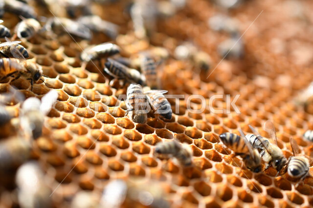 صورة لخلية نحل ( قفير النحل ) ، مجموعة من النحل تقوم ببناء الخلية ، عيون العسل السداسية ، أقراص العسل ، شمع العسل ، تخزين العسل و حبوب اللقاح