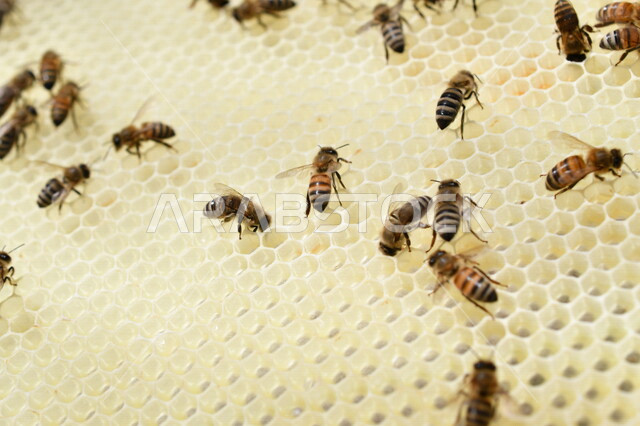 صورة لخلية نحل ( قفير النحل ) ، مجموعة من النحل تقوم ببناء الخلية ، عيون العسل السداسية ، أقراص العسل ، شمع العسل ، تخزين العسل و حبوب اللقاح