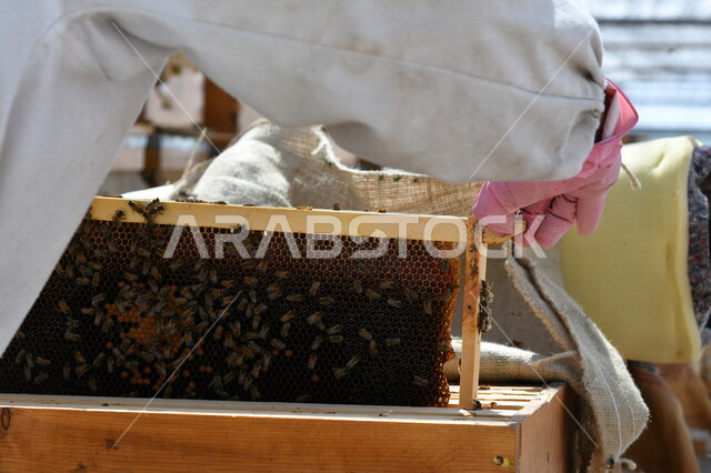 صورة مقربة لنحال ( مربي نحل ) يقوم باستخراج العسل من خلايا النحل الخشبية باستخدام القفازات و القناع ، تربية النحل ، مناحل عسل 