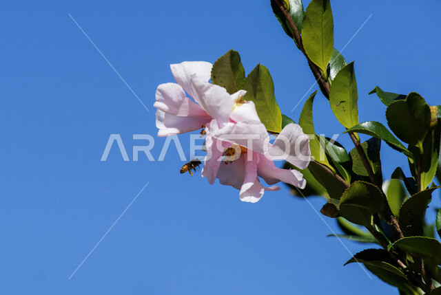 صورة مقربة لنحلة تتغذى على رحيق زهرة بيضاء، ازهار بيضاء اللون، الأشجار والنباتات المزهرة، النباتات الخضراء، الطبيعة المملكة العربية السعودية