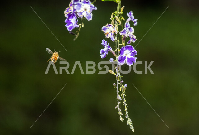 صورة مقربة لنحلة تحلق نحو شجرة مزهرة، ازهار بنفسجية اللون، الأشجار والنباتات المزهرة، النباتات الخضراء، الطبيعة المملكة العربية السعودية
