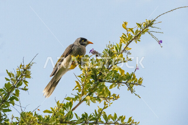 صورة طائر أكل الرحيق الصاخب يقف على اغصان الاشجار، أكل الرحيق الصاخب في محمية طبيعية في المملكة العربية السعودية، طيور برية، أكل الرحيق الصاخب، اغصان الأشجار، الحياة البرية، تربية الطيور، محمية طبيعية