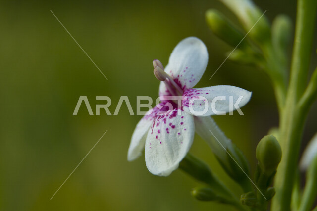 Creative close-up of macro flower, white flower, natural flowers and roses, beauty of macro flower, nature background