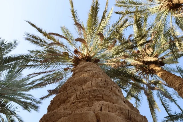 Low Angle View of Saudi Date Palm Tree Trunk