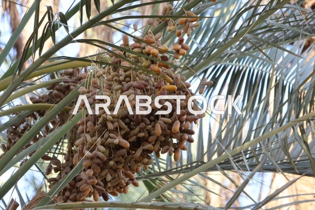 Date Palm Tree with Ripening Fruit in Saudi Arabia