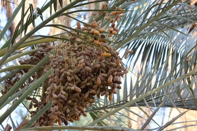Date Palm Tree with Ripening Fruit in Saudi Arabia