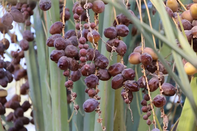 Ripe Dates Hanging on a Palm Tree in Saudi Arabia