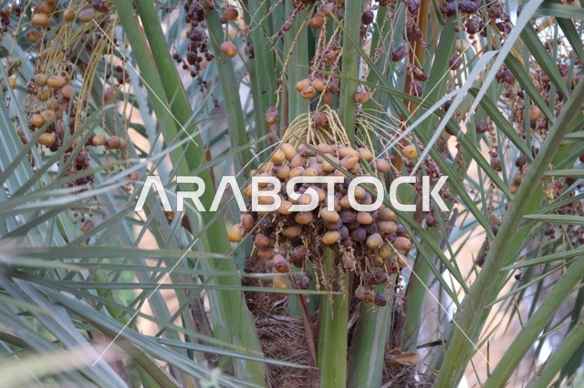 Fresh Dates Hanging on Palm Tree in Saudi Arabia