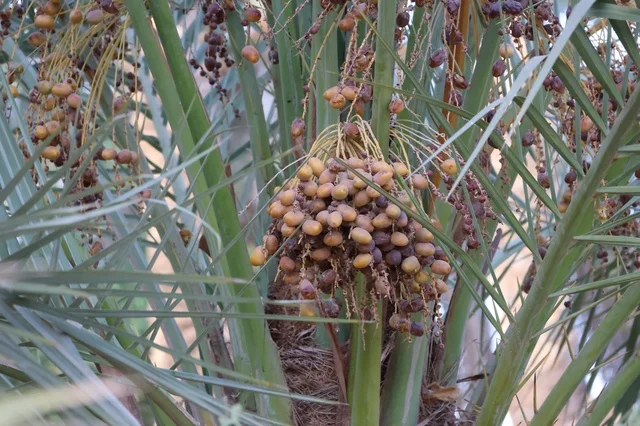 Fresh Dates Hanging on Palm Tree in Saudi Arabia