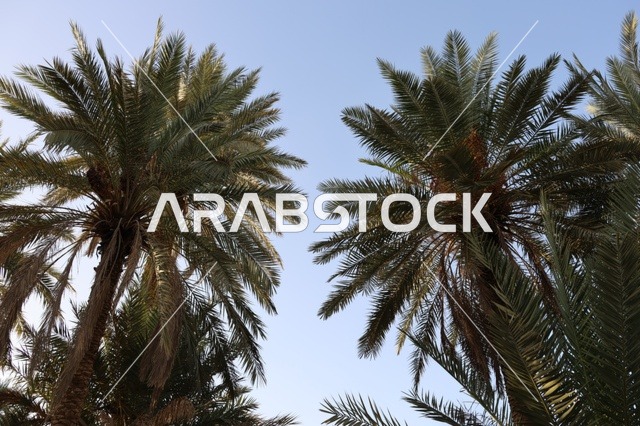 Date Palm Trees in Saudi Arabia Against Clear Sky
