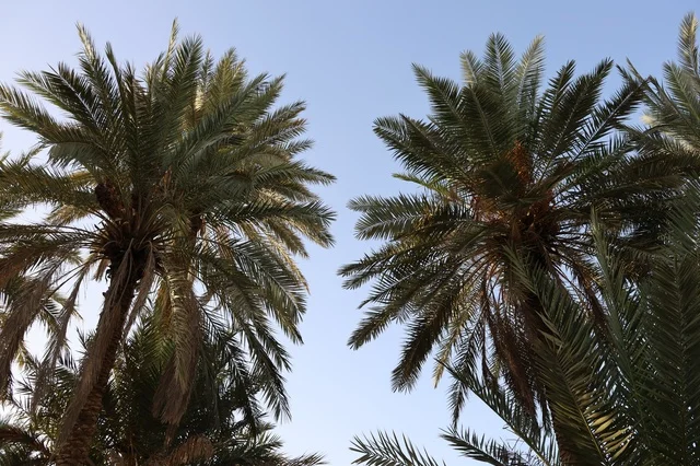 أشجار النخيل في السعودية تحت السماء الصافية في نهار مشمس