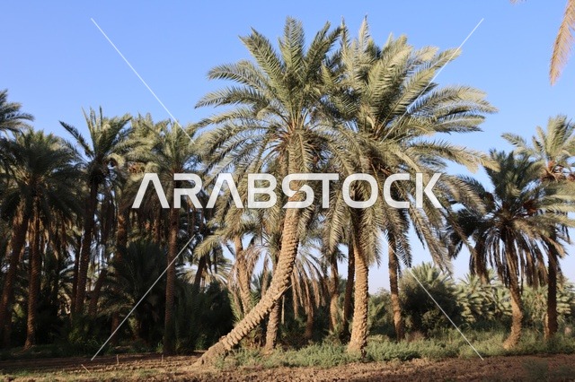 Date Palm Trees Farm in Saudi Arabia under Blue Sky