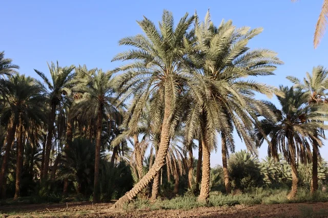 Date Palm Trees Farm in Saudi Arabia under Blue Sky