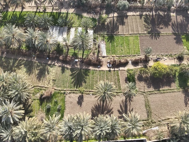 Aerial Date Palm Farm in Saudi Arabia