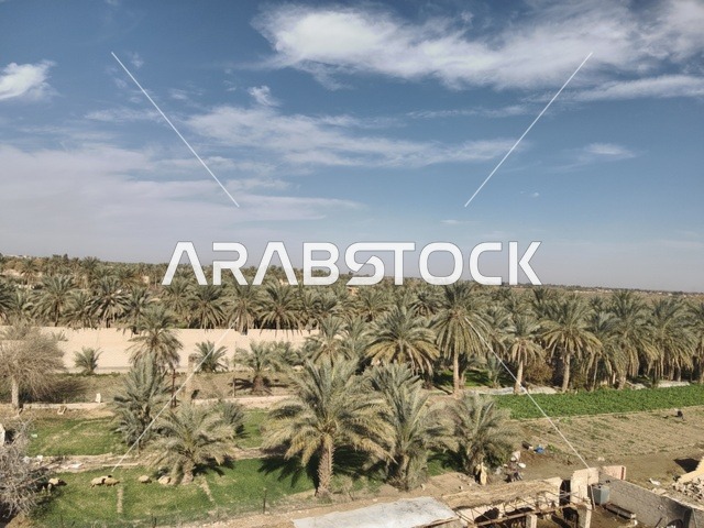 مزارع النخيل في المملكة العربية السعودية