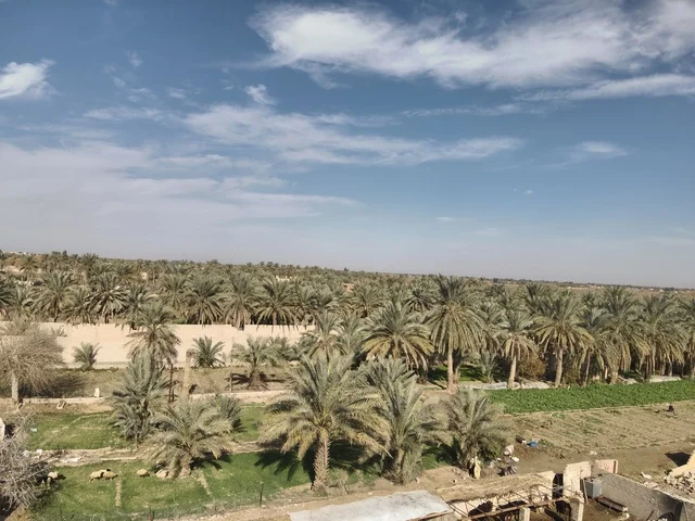 Date Palm Farm in Saudi Arabia Countryside Landscape