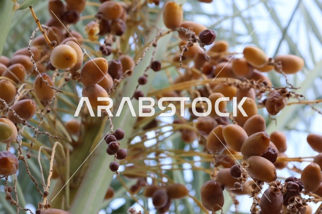 Ripening Date Palm Fruit Close Up on Saudi Arabian Farm