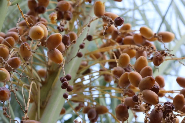 Ripening Date Palm Fruit Close Up on Saudi Arabian Farm