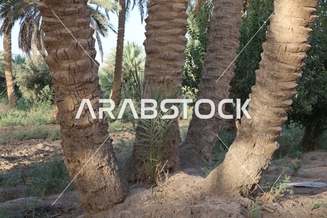 Palm Tree Trunks in Saudi Arabian Date Farm