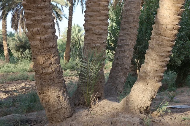 Palm Tree Trunks in Saudi Arabian Date Farm