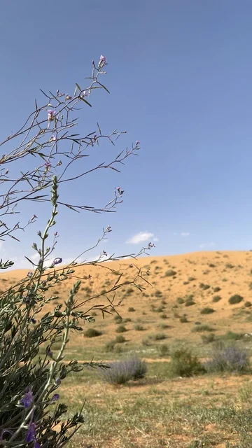 النباتات البرية في صحراء الزلفي بالمملكة العربية السعودية
