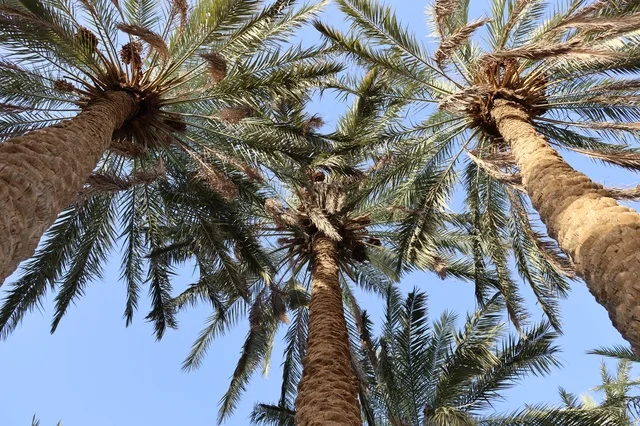 مزارع النخيل في المملكه العربيه السعوديه, محصول التمر الطازج , الزراعه والتشجير في المملكه