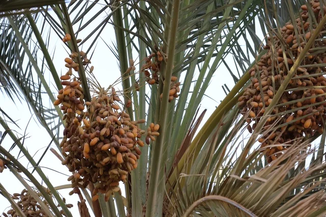 Palm farms in the Kingdom of Saudi Arabia, fresh date crop, agriculture and afforestation in the kingdom.