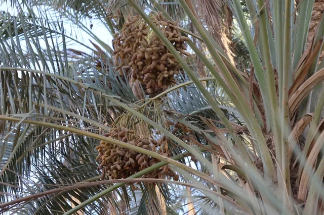 Palm farms in the Kingdom of Saudi Arabia, fresh date crop, agriculture and afforestation in the kingdom.